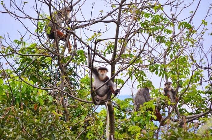 The red-shanked douc langurs living in Son Tra Mountain
